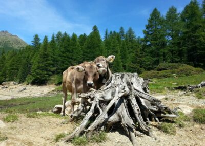Mucche al pascolo sui prati della Val di Sole d'estate